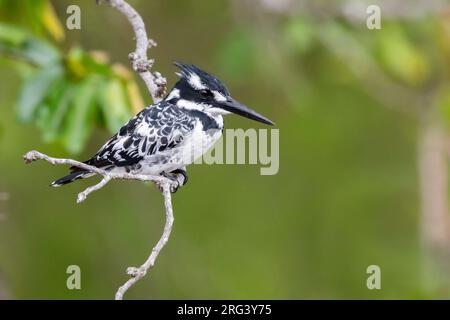 Pied Kingfisher (Ceryle rudis), Erwachsene Frau auf einem Zweig, Mpumalanga, Südafrika Stockfoto