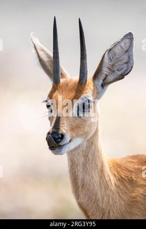 Steenbok (Raphicerus campestris), Erwachsene männliche Nahaufnahme, Mpumalanga, Südafrika Stockfoto