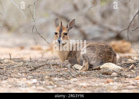 Gewöhnlicher Duiker (Sylvicapra grimmia), Erwachsene Frau, die auf dem Boden sitzt, Mpumalanga, Südafrika Stockfoto