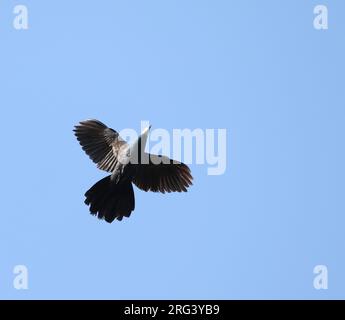 Weißgesichtige Kuckuckucksäube (Turacoena manadensis) im Flug über Togean Island, Togian Inseln im Golf von Tomini, Sulawesi. Stockfoto