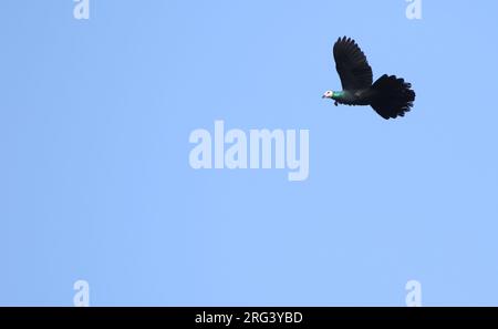 Weißgesichtige Kuckuckucksäube (Turacoena manadensis) im Flug über Togean Island, Togian Inseln im Golf von Tomini, Sulawesi. Stockfoto