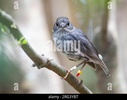 North Island Robin (Petroica longipes), eine endemische Art Neuseelands aus bewaldeten Gebieten. Stockfoto