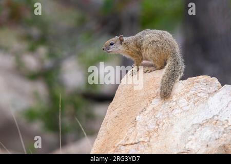 Smith's Bush Squirrel (Paraxerus cepapi), Seitenansicht eines Erwachsenen, der auf einem Felsen sitzt, Mpumalanga, Südafrika Stockfoto