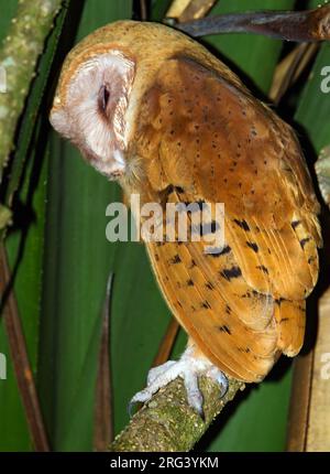 Madagaskar Rote Eule, Tyto Soumagnei auf Madagaskar. Er ruht sich auf dem Tagesrost aus. Stockfoto