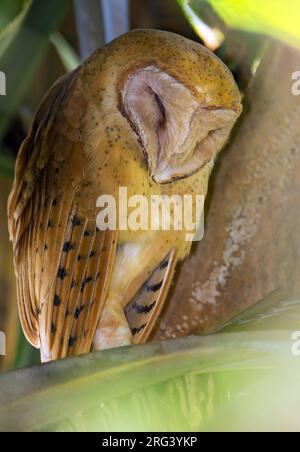 Madagaskar Rote Eule, Tyto Soumagnei auf Madagaskar. Er ruht sich auf dem Tagesrost aus. Stockfoto