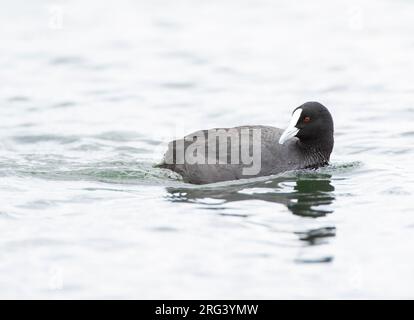 Australischer Moos (Fulica atra australis), der in einem See in Neuseeland schwimmt. Stockfoto