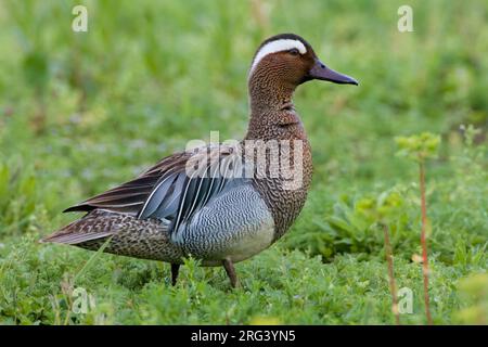 Krickente männlich stehend im Gras; Zomertaling Mann staand in het Gras Stockfoto