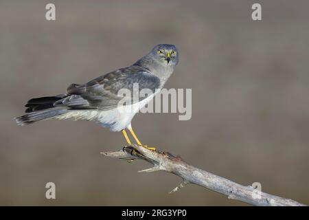 Erwachsener männlicher Northern Harrier, Circus hudsonius, hoch oben auf einem Ast im Spätherbst. Kern Co., Kalifornien, USA. Stockfoto