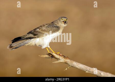 Erwachsener männlicher Northern Harrier, Circus hudsonius, hoch oben auf einem Ast im Spätherbst. Kern Co., Kalifornien, USA. Stockfoto