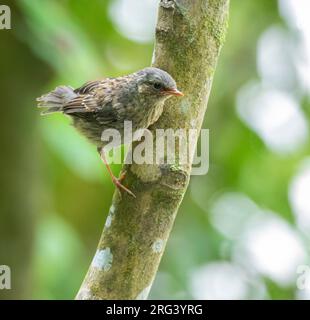 Juvenile Dunnock (Prunella modularis) in einem Busch in Neuseeland. Stockfoto
