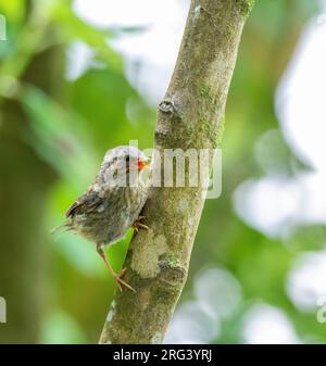 Juvenile Dunnock (Prunella modularis) in einem Busch in Neuseeland. Stockfoto