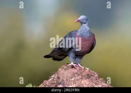 Trocaz Pigeon (Columba trocaz) in der Gras thront Stockfoto