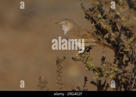 Woestijngrasmus in Lage struikjes Asiatische Wüste Warbler ist niedrig Scheuern Stockfoto