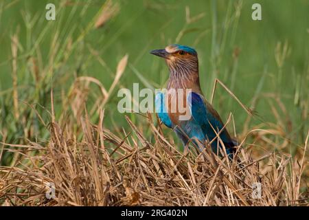 Indische Scharrelaar zittend in het Gras; Indische Roller im Gras sitzend Stockfoto