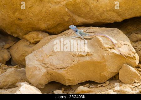 Sinai Agama - Sinai - Pseudotrapelus sinaitus Agame, Oman Stockfoto