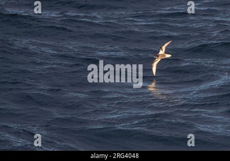 Melierter Sturmschwalbe (Pterodroma inexpectata), der über die subantarktischen Gewässer Neuseelands im südlichen pazifik fliegt. Stockfoto