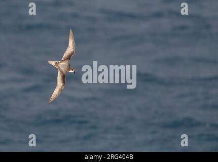 Melierter Sturmschwalbe (Pterodroma inexpectata), der über die subantarktischen Gewässer Neuseelands im südlichen pazifik fliegt. Stockfoto