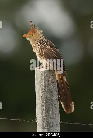 Guira Kuckuck, (Guira guira) Erwachsener auf einem Stock Stockfoto