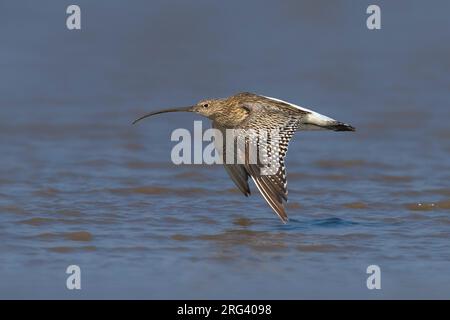 Oostelijke Wulp in de Vlucht; Eurasian Curlew im Flug Stockfoto