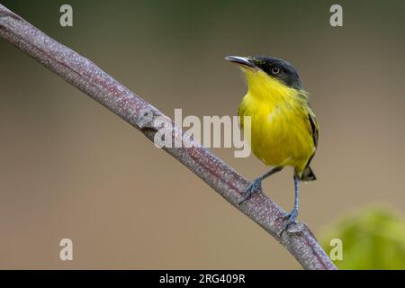 Tody-Flycatcher oder Schwarzkopfflugfänger (Todirostrum cinereum) in Guyana. Stockfoto