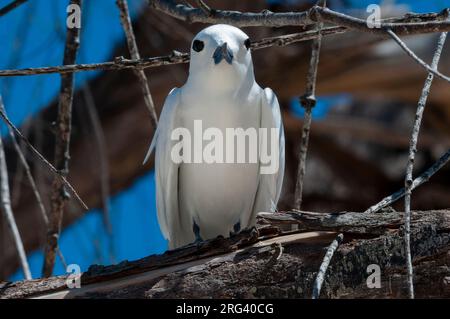 Porträt einer gewöhnlichen weißen oder Feenhorne, Gygis alba, hoch oben. Denis Island, Republik der Seychellen. Stockfoto