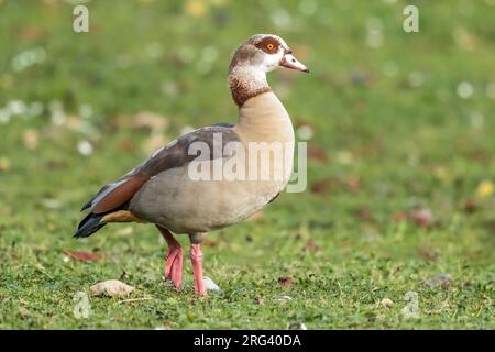 Ausgewachsene männliche ägyptische Gans (Alopochen aegyptiacus) auf Gras im Maelaerts-See, Wolluwe Saint Lambert, Brüssel, Brabant, Belgien. Stockfoto