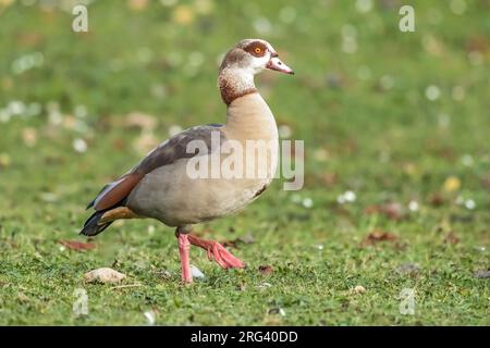 Ausgewachsene männliche ägyptische Gans (Alopochen aegyptiacus) auf Gras im Maelaerts-See, Wolluwe Saint Lambert, Brüssel, Brabant, Belgien. Stockfoto