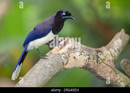 Schwarzbrühe Jay (Cyanocorax affinis affinis) in Minca, Magdalena, Kolumbien. Stockfoto