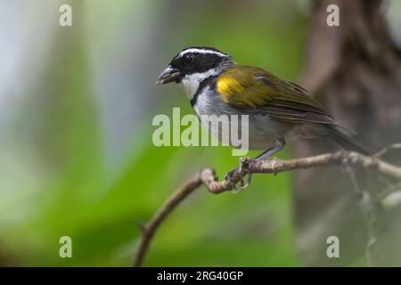 Pektoralspatz, Arremon taciturnus, in Guyana. Stockfoto