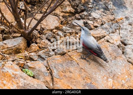 Überwinternder Waldkriechler (Tichodroma muraria) auf einem Felsen in Italien sitzend. Stockfoto