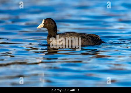 Erwachsener Eurasischer Coot (Fulica atra atra) beim Schwimmen in Etangs Maelaerts, Wolluwe, Brüssel, Brabant, Belgien. Stockfoto