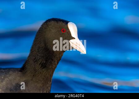 Erwachsene Eurasische Coot (Fulica atra atra) in Etangs Maelaerts, Wolluwe, Brüssel, Brabant, Belgien. Stockfoto