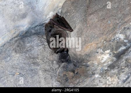 Westliche Barbastelle (Barbastella barbastellus) im Tunnel in Herbeumont, Luxemburg, Belgien. Stockfoto