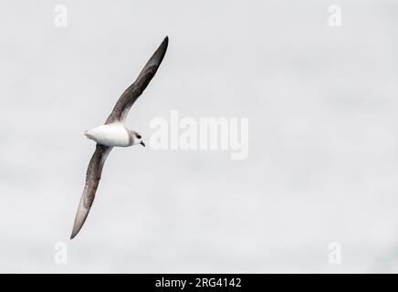 Pterodroma mollis im Flug über die subantarktischen Gewässer Neuseelands. Fliegen über dem Pazifik in Hochbögen. Stockfoto