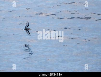 Melierter Sturmschwalbe (Pterodroma inexpectata), der über die subantarktischen Gewässer Neuseelands im südlichen pazifik fliegt. Stockfoto