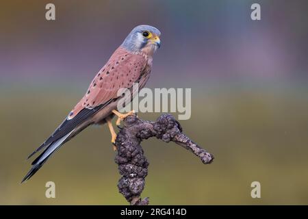 Männlicher Eurasischer Kestrel (Falco tinnunculus) auf einem gebrochenen Ast in Italien. Fotografiert mit dem ersten Licht, was ihm einen lila Gips gibt. Stockfoto