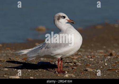 Volwassen Zwartkopmeeuw op het Strand; Erwachsene mediterrane Möwe am Strand Stockfoto