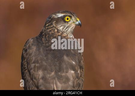 Eurasischer Sparrowhawk (Accipiter nisus), weibliche Nahaufnahme Stockfoto