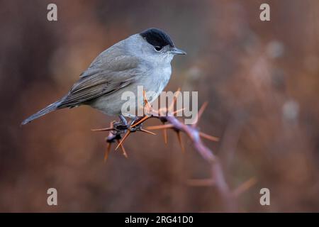 Männliche Blackcap (Sylvia atricapilla) in Italien. Hoch oben auf einem Zweig. Stockfoto