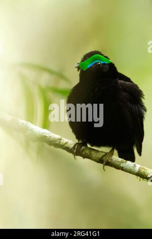 Männlicher Samt, Philepitta castanea, auf Madagaskar. Stockfoto