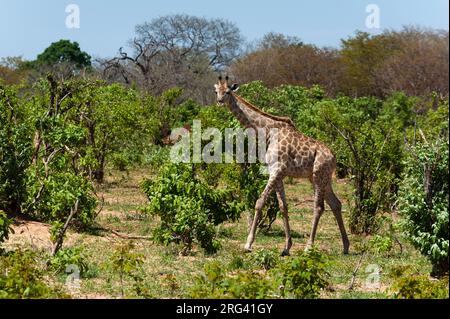 Eine weibliche südliche Giraffe, Giraffa camelopardalis, die im Busch spazieren geht. Chobe National Park, Botswana. Stockfoto