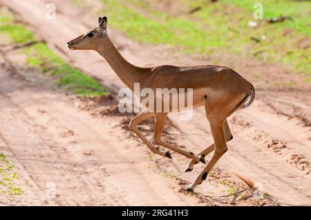 Porträt eines Impalas, Aepyceros melampus, der über eine unbefestigte Straße läuft. Chobe National Park, Botswana. Stockfoto