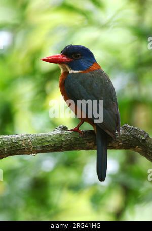 Erwachsener Kingfisher mit grünem Rücken (Actenoides monachus), der auf einem Zweig in der Untergeschichte des Regenwaldes in Tangkoko, Sulawesi, sitzt. Es wird von Habita bedroht Stockfoto