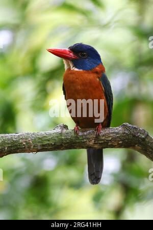 Erwachsener Kingfisher mit grünem Rücken (Actenoides monachus), der auf einem Zweig in der Untergeschichte des Regenwaldes in Tangkoko, Sulawesi, sitzt. Es wird von Habita bedroht Stockfoto