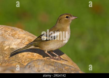 Vrouwtje Vink; Weiblicher gemeinsame Buchfink Stockfoto