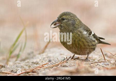 White-Winged Crossbill (Loxia leucoptera leucoptera) im Salisbury Beach State Reservation in Essex, Massachusetts, USA. Auf Kiefernholz forschen Stockfoto