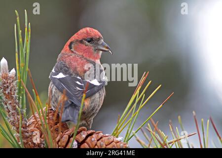 Männlicher Weißflügel-Crossbill (Loxia leucoptera leucoptera) im Salisbury Beach State Reservation in Essex, Massachusetts, USA. Futtersuche an Stift Stockfoto