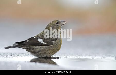 White-Winged Crossbill (Loxia leucoptera leucoptera) im Salisbury Beach State Reservation in Essex, Massachusetts, USA. Stockfoto