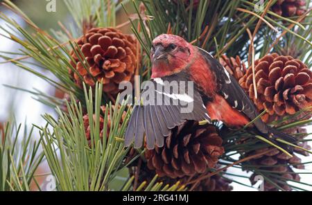 Männlicher Weißflügel-Crossbill (Loxia leucoptera leucoptera) im Salisbury Beach State Reservation in Essex, Massachusetts, USA. Futtersuche an Stift Stockfoto