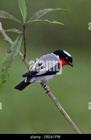 Kirschkehlchen-Tanager, Nemosia rourei, hoch oben auf einem Ast im Atlantischen Wald, Brasilien - eine kritisch gefährdete Art und einer der seltensten Vögel Stockfoto